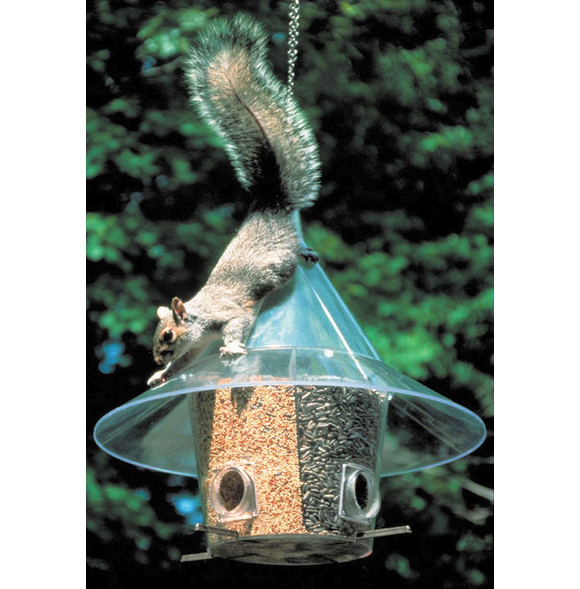 Mandarin Squirrel Proof Bird Feeder with Dividers